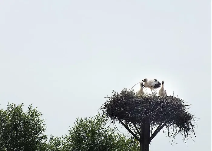 Pod Kogutem Farm stay Dziwnowek